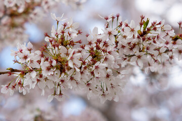 cherry blossom in spring