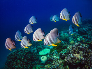 Batfish school