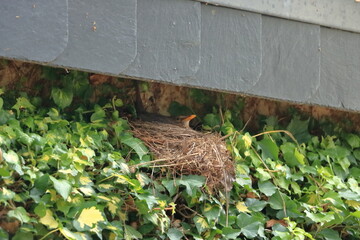 female blackbird in a birds nest (Turdus merula)