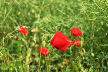 close-up, red poppies blooming at a field in Saxony, Germany