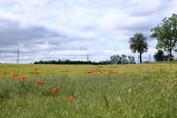 red poppies blooming at a field in Saxony, Germany