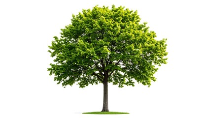 Tall deciduous tree with medium green foliage, botanical cutout on white background