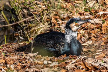 The great cormorant, Phalacrocorax carbo sitting on a branch