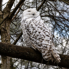 The Snowy Owl, Bubo scandiacus is a large, white owl of the owl family