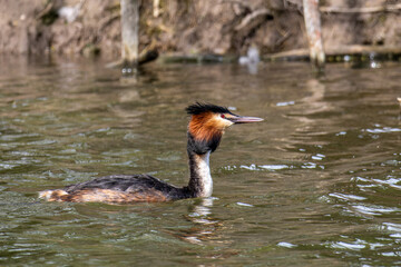 Great Crested Grebe, Podiceps cristatus with beautiful orange colors, a water bird with red eyes.