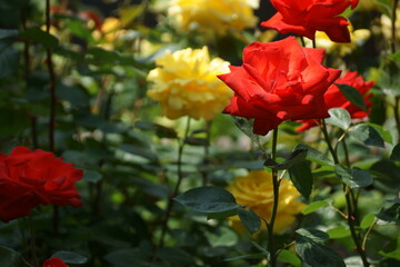 red and yellow flowers