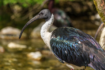 The Straw-necked Ibis, Threskiornis spinicollis is a bird of the ibis family