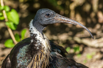The Straw-necked Ibis, Threskiornis spinicollis is a bird of the ibis family