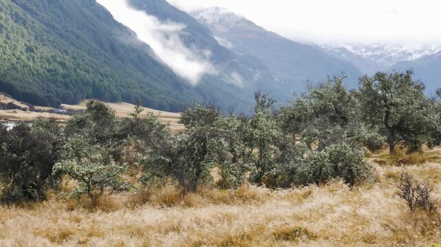 new zealnd's rees valley grassy meadow in winter