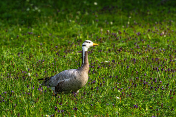 The bar-headed goose, Anser indicus seen in English Garden in Munich