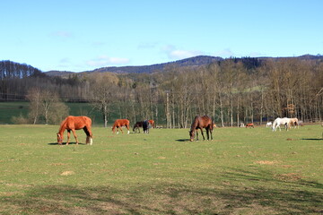 several horses grazing on a sunny meadow