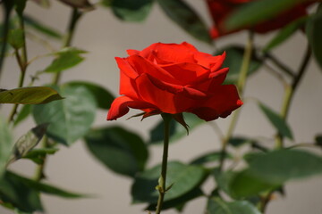 single red rose