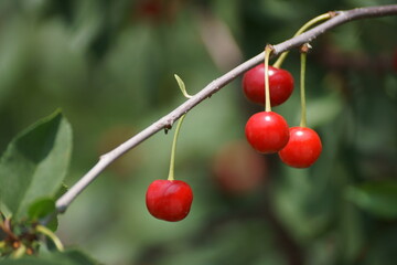 cherries on the tree