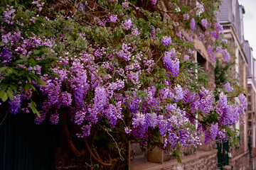 Fototapeta premium Beautiful Purple Wisteria Blossoms Covering a Rustic Stone Building..