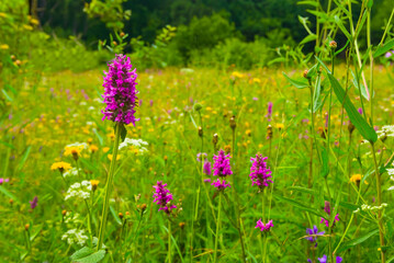 closeup heap of wild flowers on green forest glade