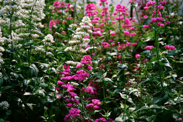 Fototapeta premium Colorful Meadow of Pink and White Wildflowers in Full Bloom..