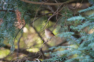 PTAK RUDZIK © Magorzata