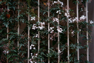 Lush Jasmine Plant Climbing Vertical Trellis with White Flowers in Bloom..