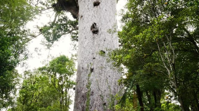 kauri tree of new zealand