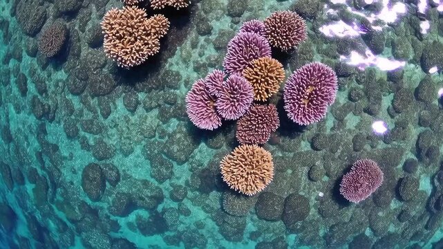 Colorful coral reef swaying gently in crystal clear water