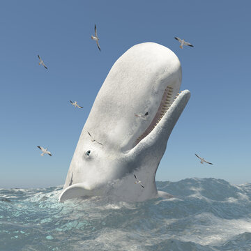 Wei&szlig;er Wal Mocha Dick und Seem&ouml;wen