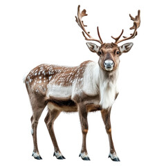 Portrait Of A Reindeer Standing Isolated On Transparent Background PNG 