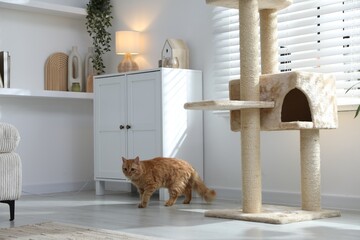 Cute cat on pet tree at home
