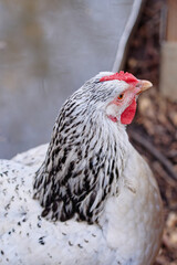 Close-Up of a White Speckled Hen in an Outdoor Environment