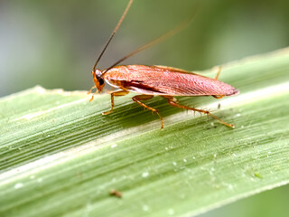Close up of Cockroach on the leaves