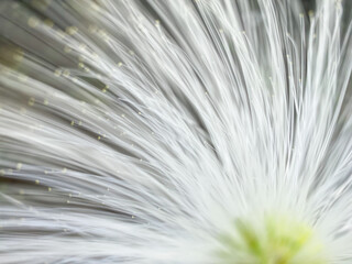 blured background, close up photo of Calliandra portoricensis blooming.