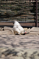 A white hen pecking on the ground in a well-lit fenced outdoor area, surrounded by wooden supports and rustic ambiance. Natural rural setting themed with farm or agricultural context.