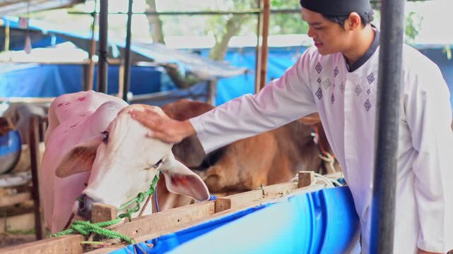 Asian Muslim Male Touching Cow's Head in The Cattle Farm. Looking For A Cow For Sacrifice During Eid Al Adha Moment