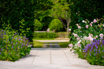 Obraz premium Green garden landscape with blooming roses in early summer (Suncheon Bay National Garden, Republic of Korea)