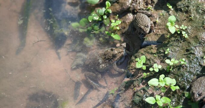 Life cycle of a frog, newborn frog
