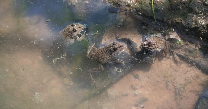 Life cycle of a frog, newborn frog