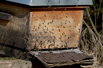 Honey bees (Apis mellifera) flying around a wooden beehive on a sunny day