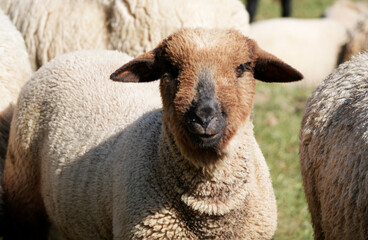 A close-up of a sheep with a brown face in a flock on a farm
