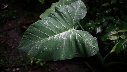 Close-Up of Taro Leaf with Water Droplets – Tropical Plant Macro
