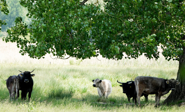 A family of cows resting together under a large tree in a green field - Powered by Adobe