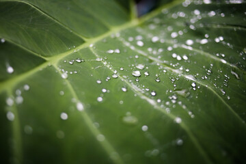 Close-Up of Taro Leaf with Water Droplets – Tropical Plant Macro

