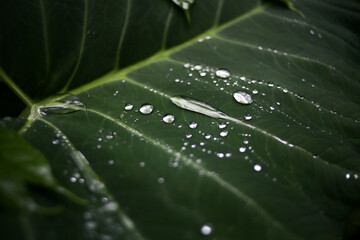 Close-Up of Taro Leaf with Water Droplets – Tropical Plant Macro
