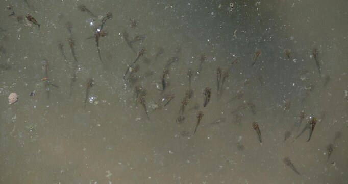 Many tadpoles in the water, frog babies are growing.Life cycle of a frog,Pollywog, Porwigle