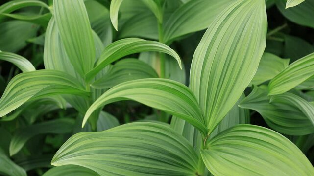 風に揺れる緑の葉がきれいな植物のコバイケイソウ