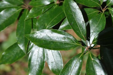 Close-up of Neolitsea aciculata, a native Korean tree with glossy leaves and dark purple fruits, photographed in natural forest environment.