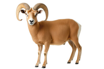 Bighorn Sheep, Full Body Profile, Isolated on Transparent Background, Animal, Fauna, Ram, Goat, Wildlife