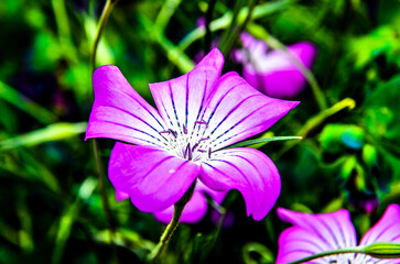 Beautiful violet flower blooming in the garden. Nature