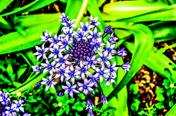 Beautiful purple and white flower growing in the garden. Nature.
