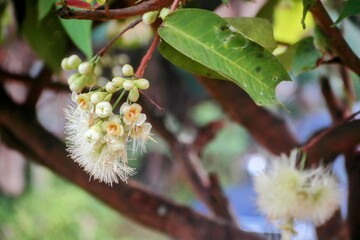 Close-Up of Blooming Syzygium Flowers on Tree Branch in Natural Setting