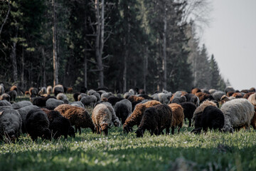 A flock of black and gray sheep grazing in a field in summer