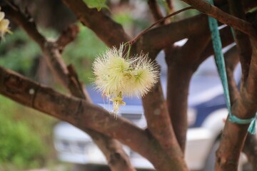 Close-Up of Blooming Syzygium Flowers on Tree Branch in Natural Setting